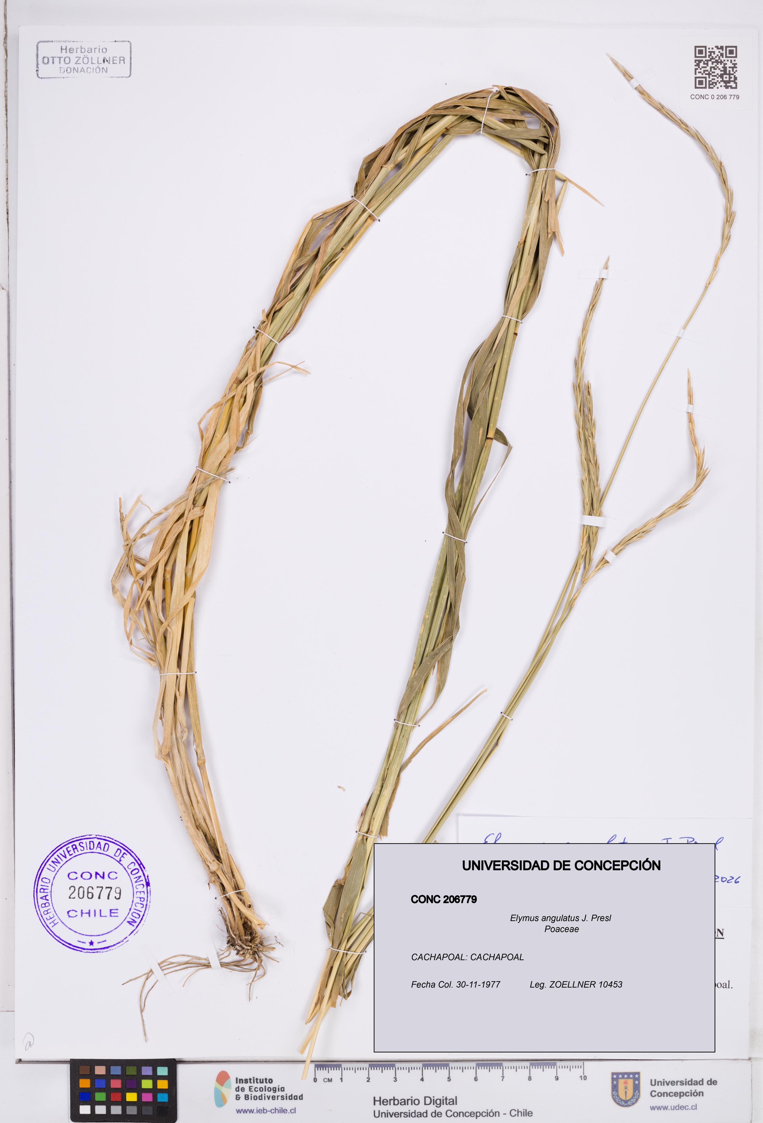 Elymus angulatus [Espécimen: ]