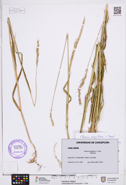 Elymus angulatus [Espécimen: ]