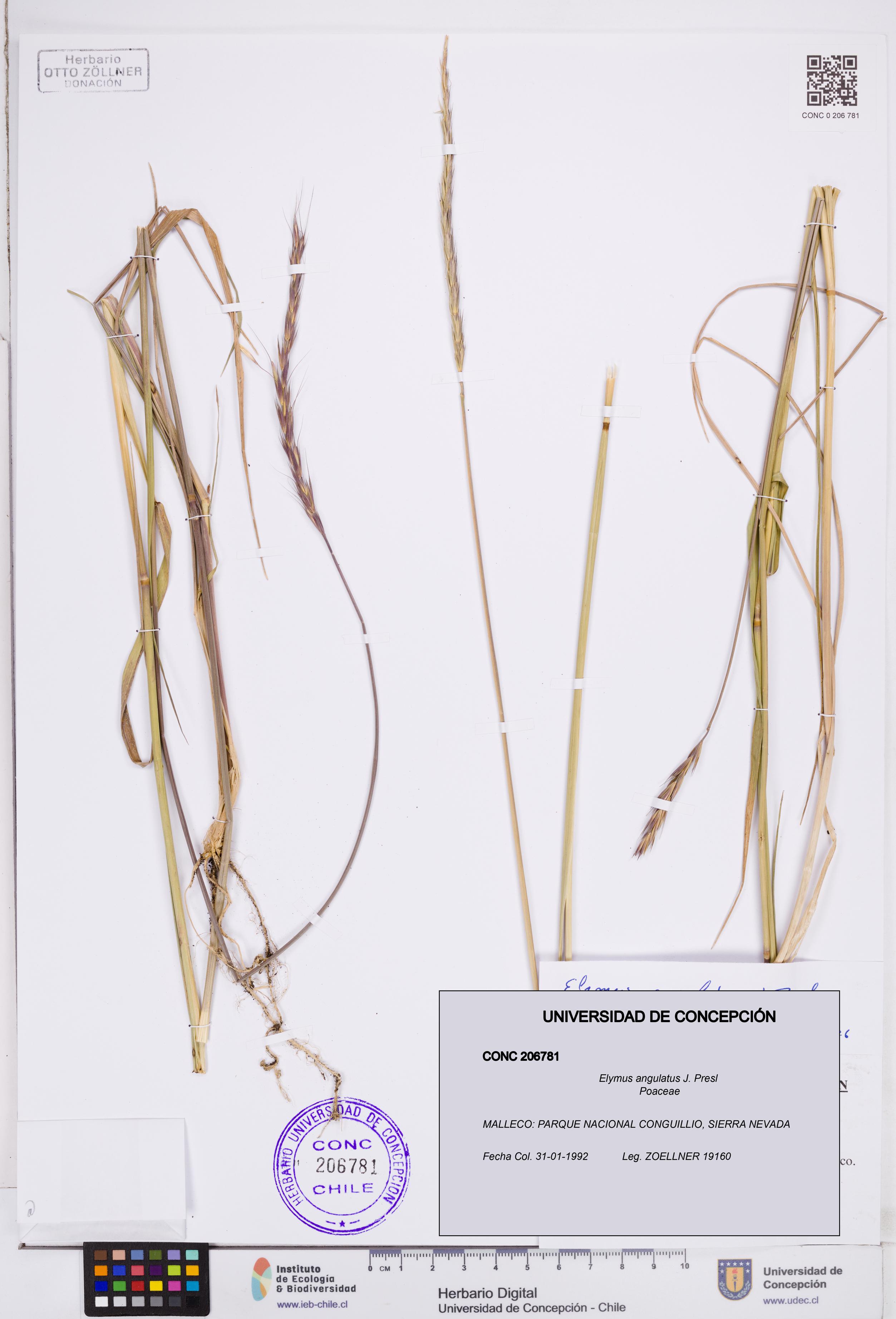 Elymus angulatus [Espécimen: ]