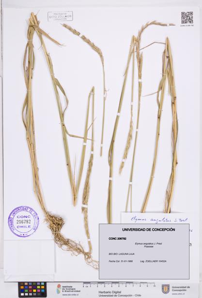 Elymus angulatus [Espécimen: ]