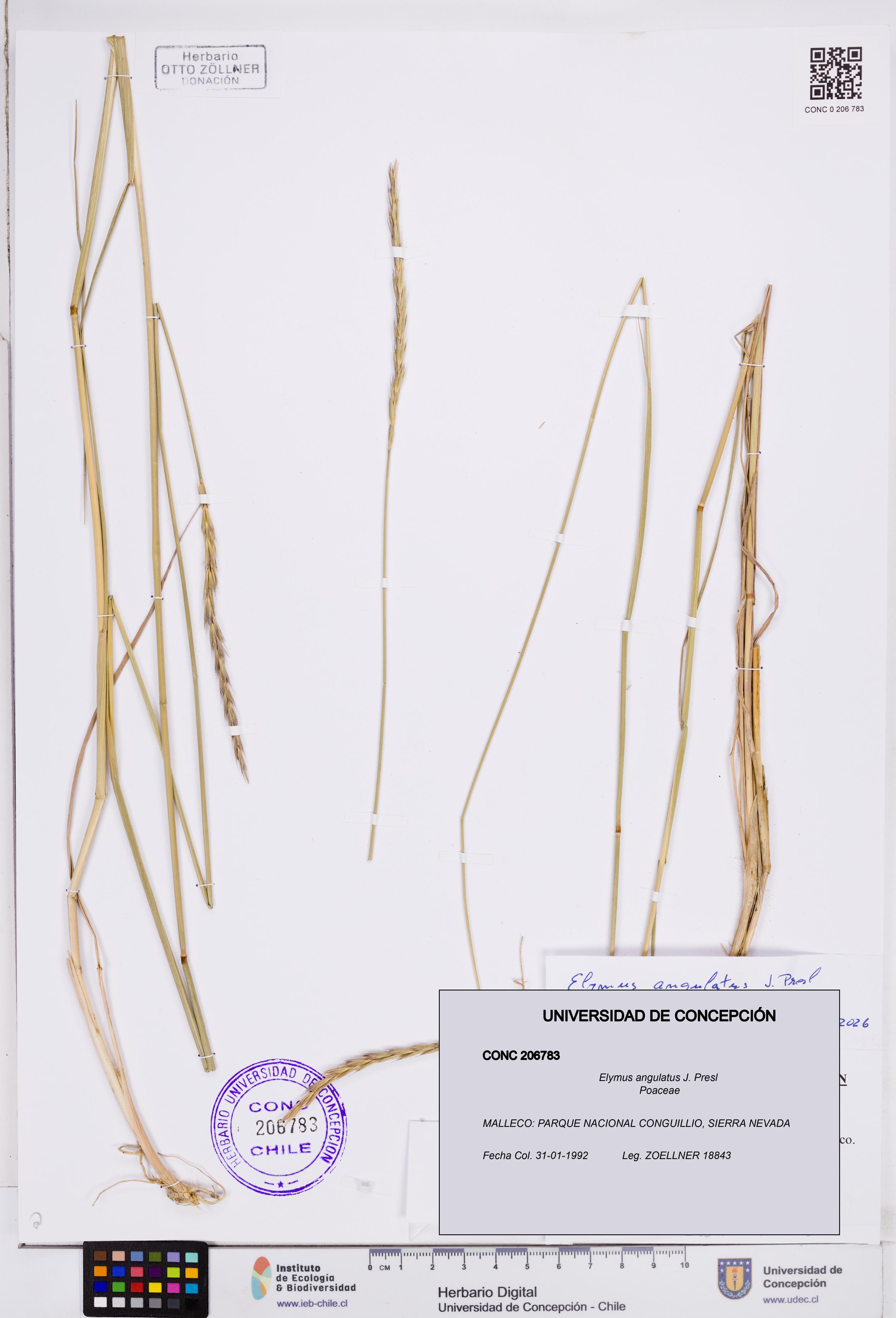 Elymus angulatus [Espécimen: ]