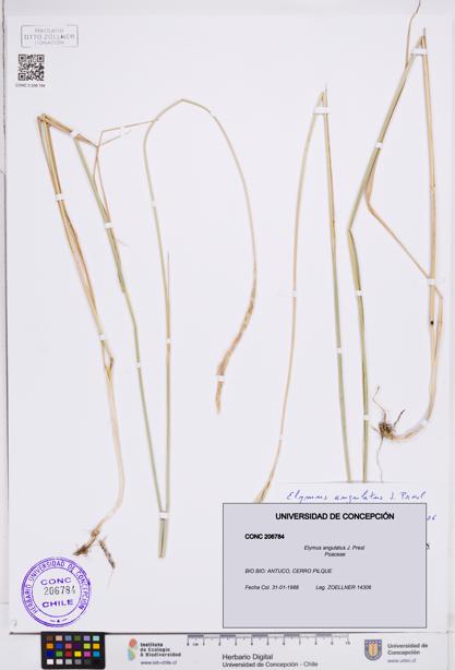 Elymus angulatus [Espécimen: ]