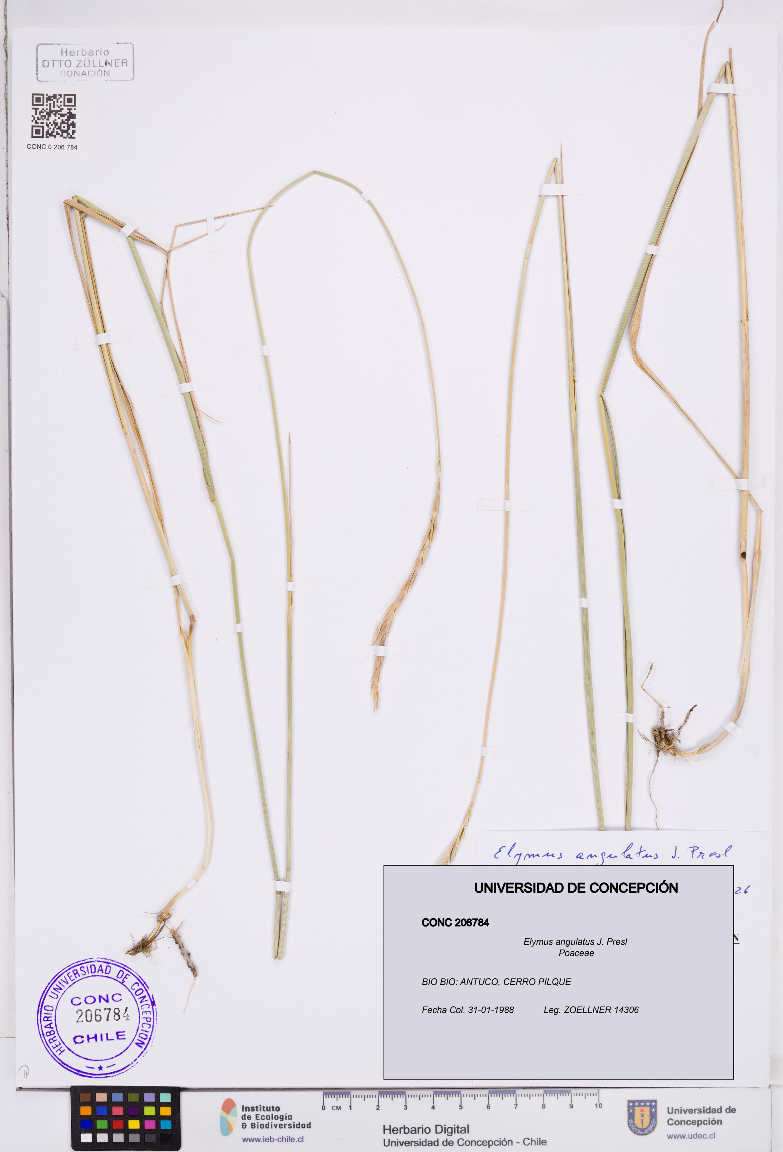 Elymus angulatus [Espécimen: ]