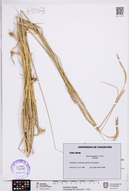 Elymus angulatus [Espécimen: ]