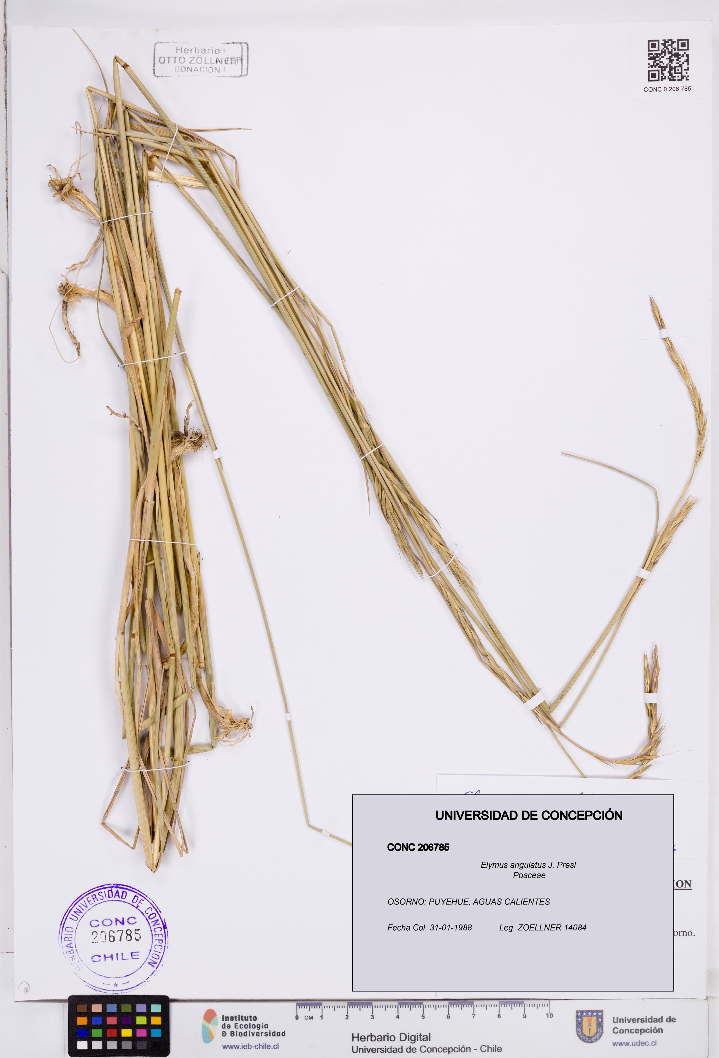 Elymus angulatus [Espécimen: ]