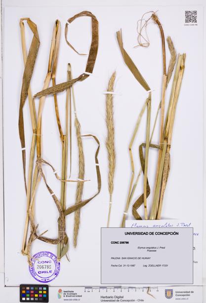 Elymus angulatus [Espécimen: ]