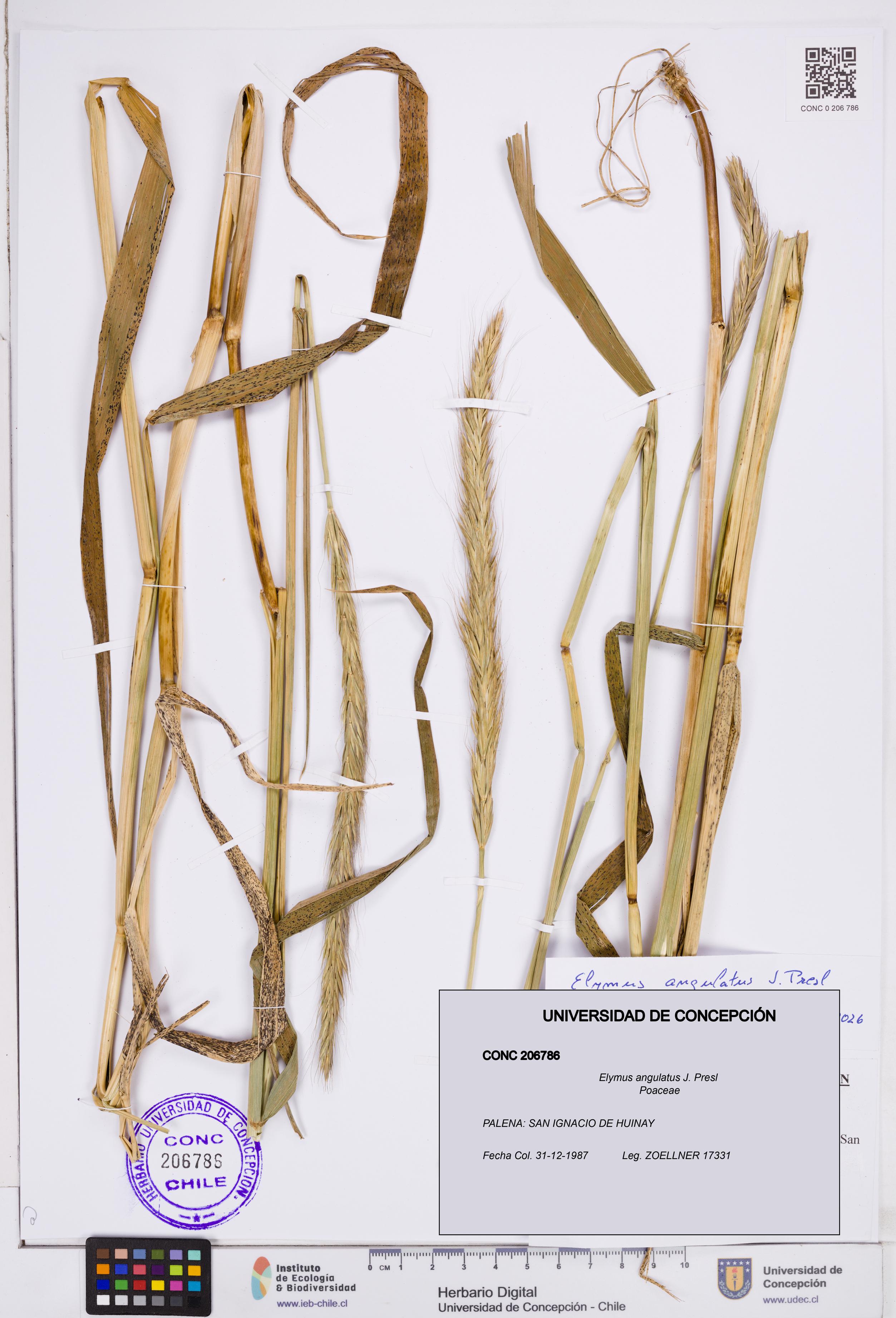 Elymus angulatus [Espécimen: ]