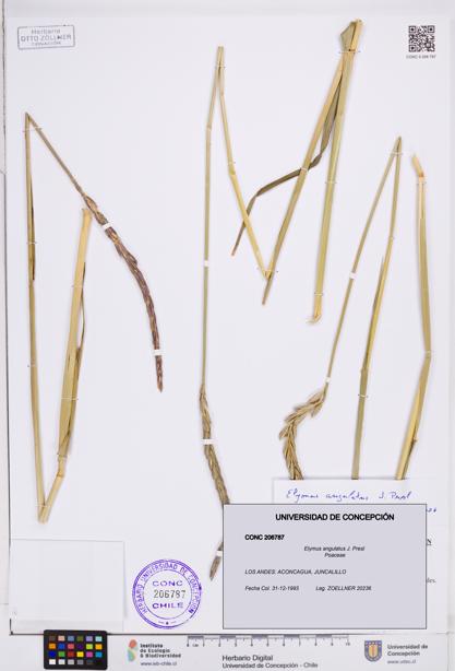 Elymus angulatus [Espécimen: ]