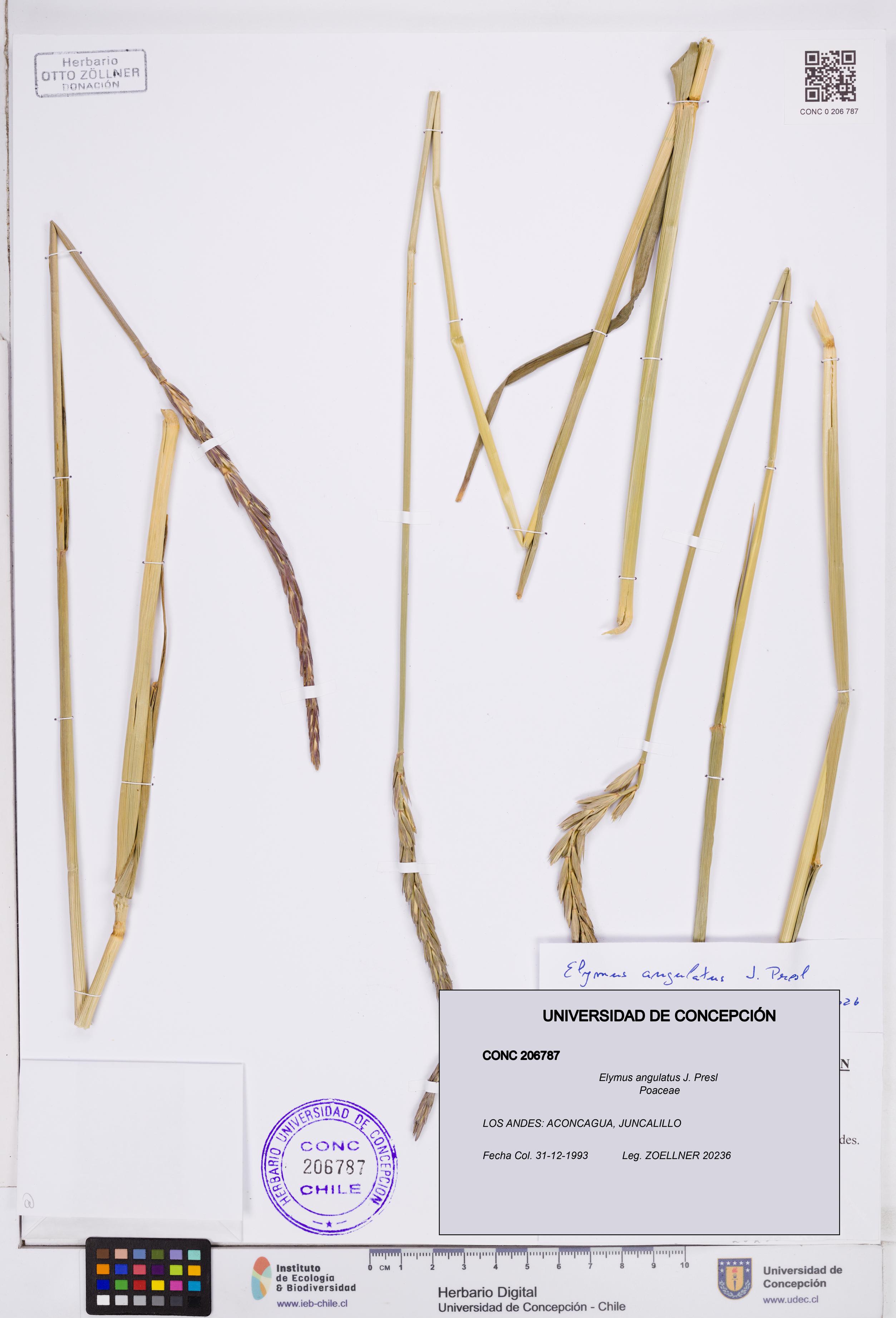 Elymus angulatus [Espécimen: ]