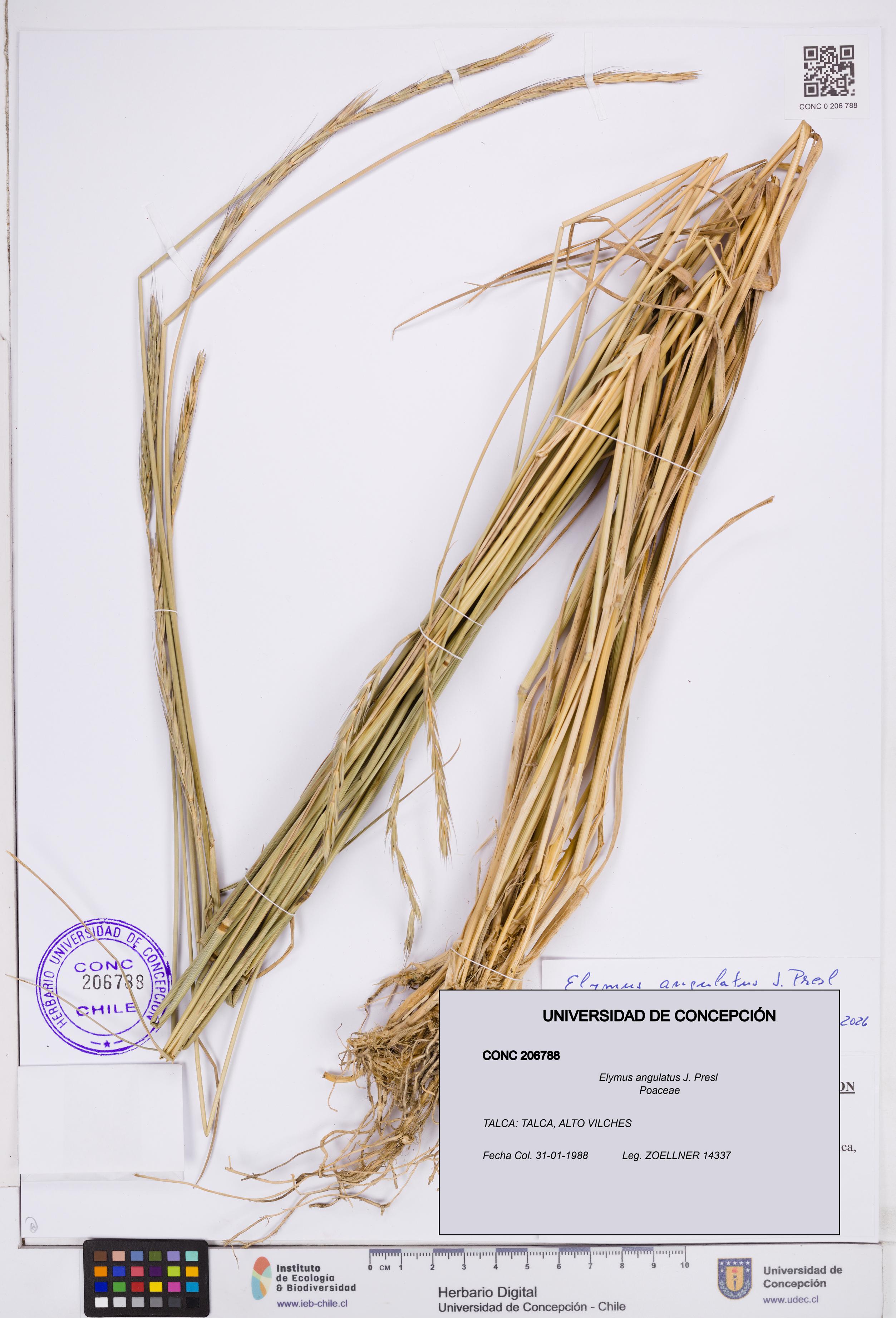 Elymus angulatus [Espécimen: ]