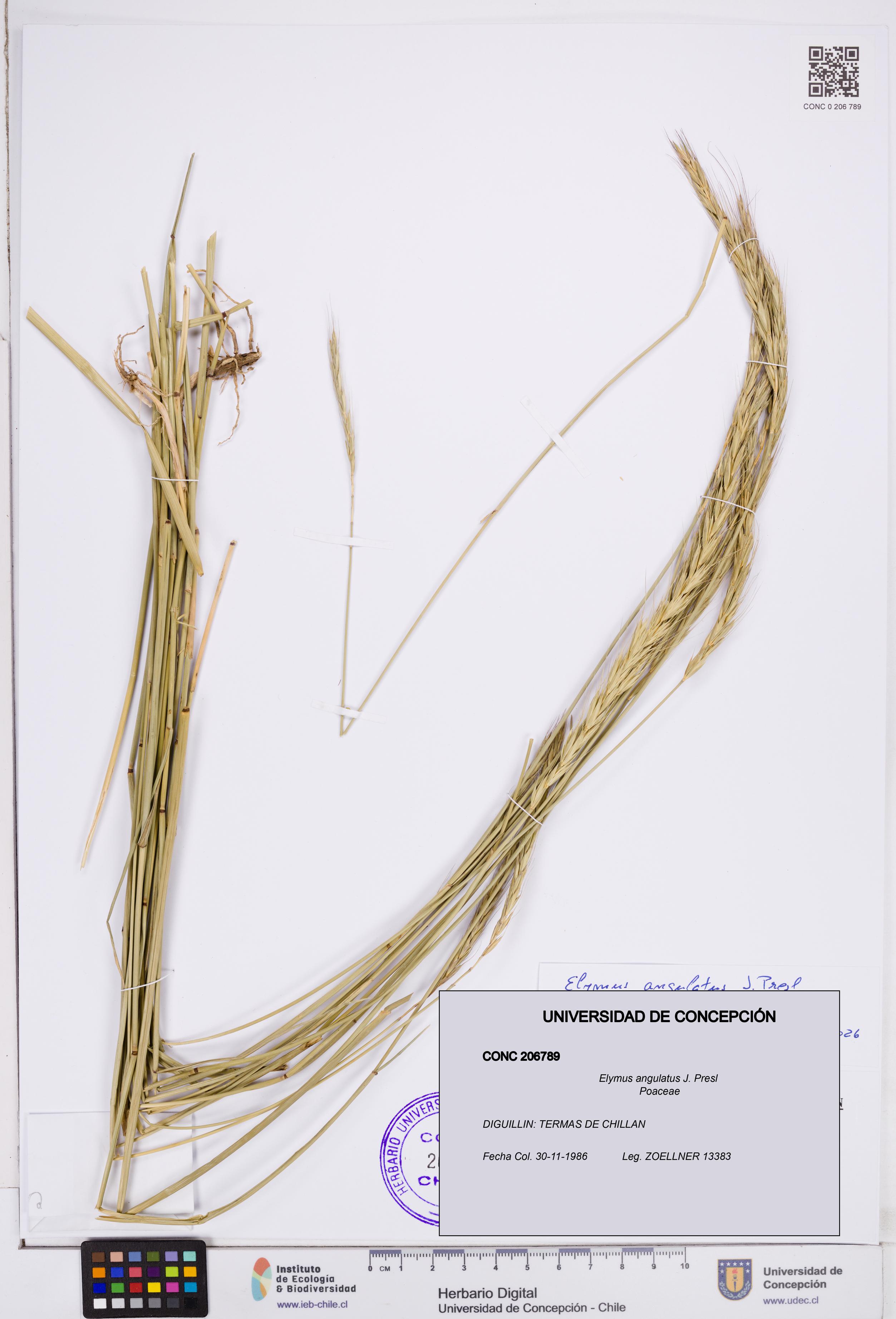 Elymus angulatus [Espécimen: ]