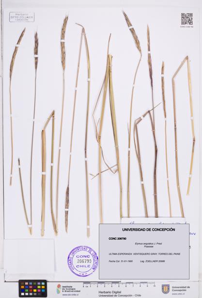 Elymus angulatus [Espécimen: ]