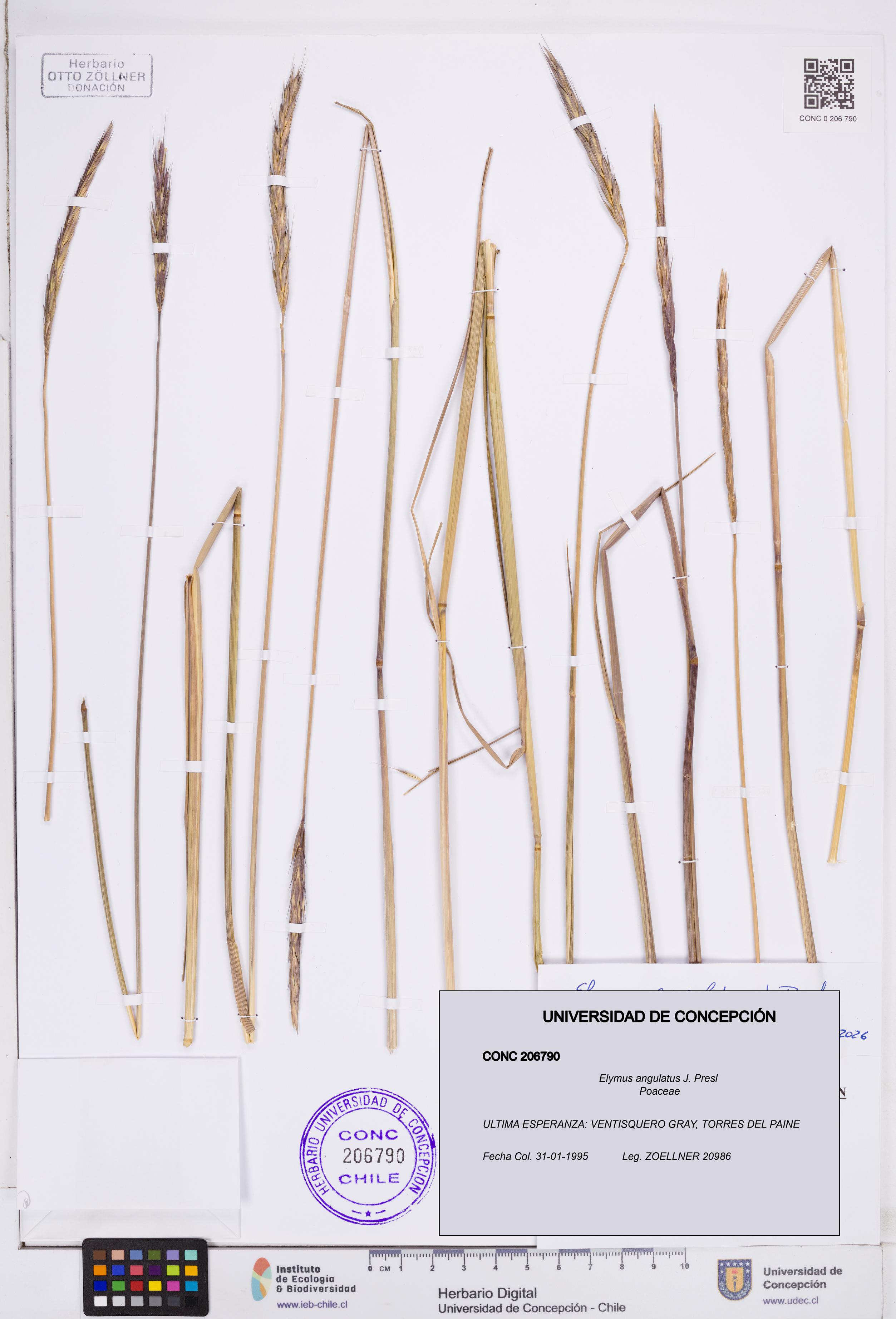 Elymus angulatus [Espécimen: ]
