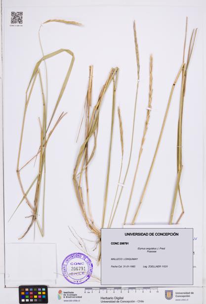 Elymus angulatus [Espécimen: ]