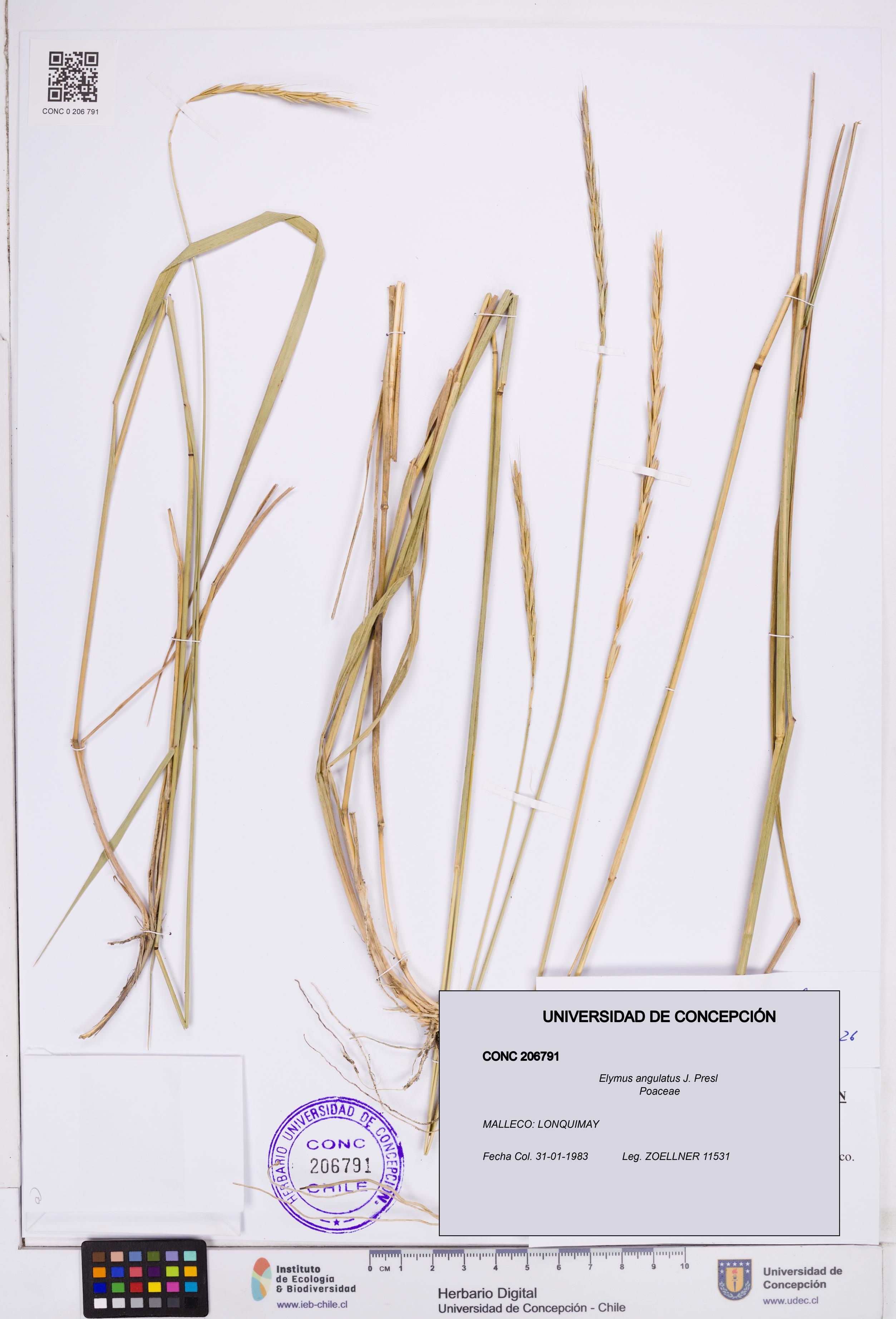 Elymus angulatus [Espécimen: ]