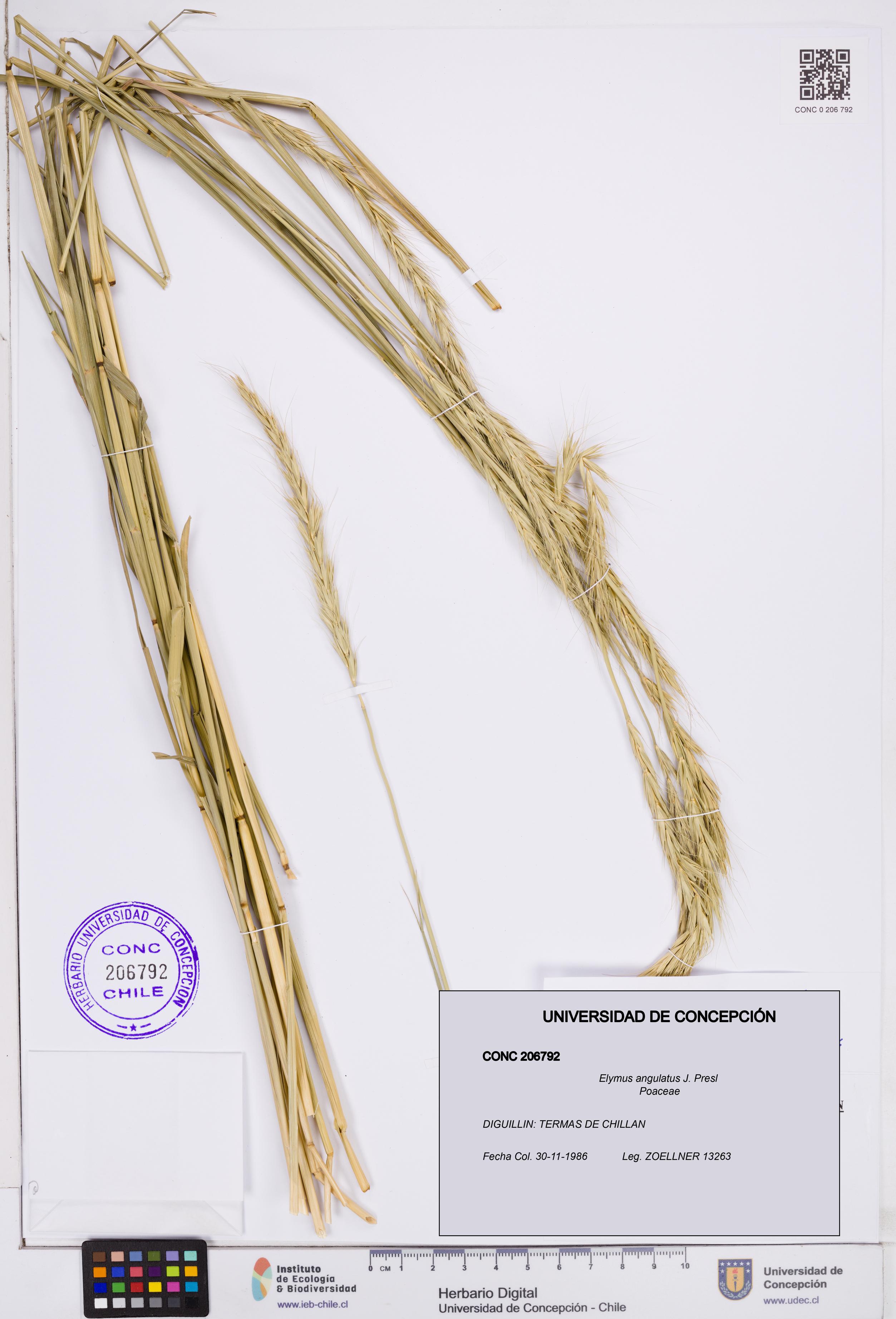 Elymus angulatus [Espécimen: ]