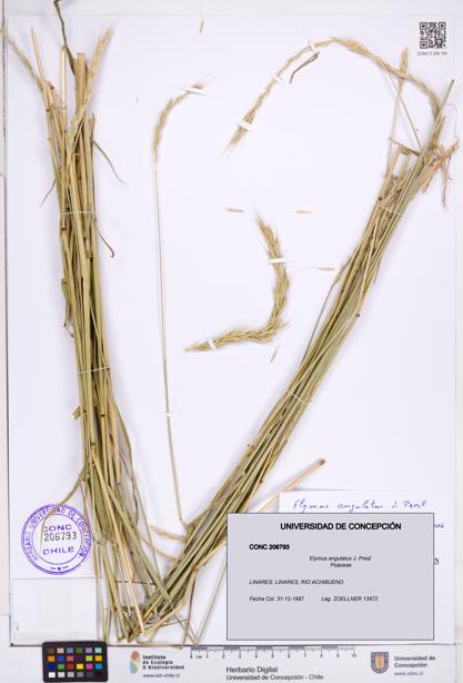 Elymus angulatus [Espécimen: ]