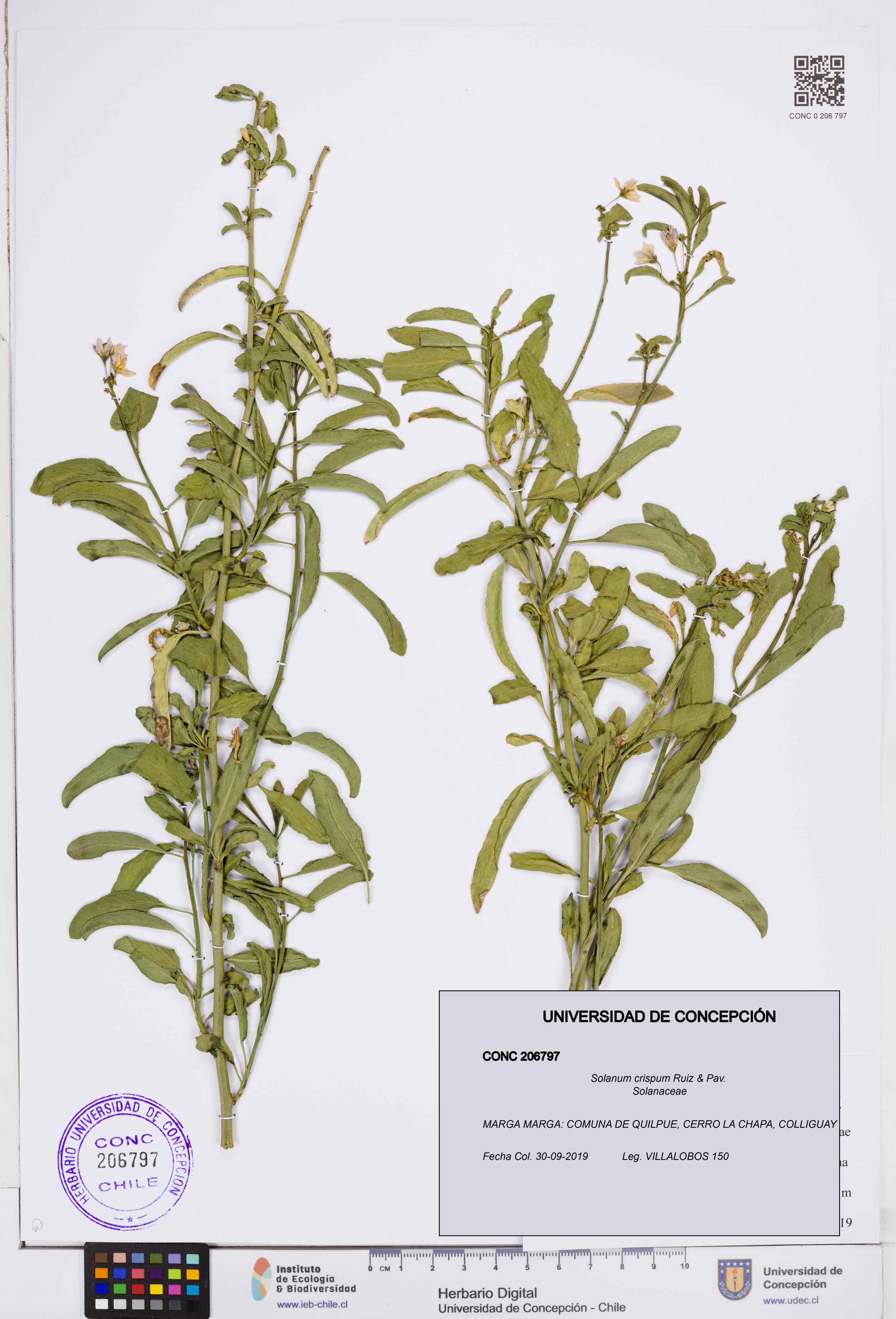 Solanum crispum [Espécimen: ]
