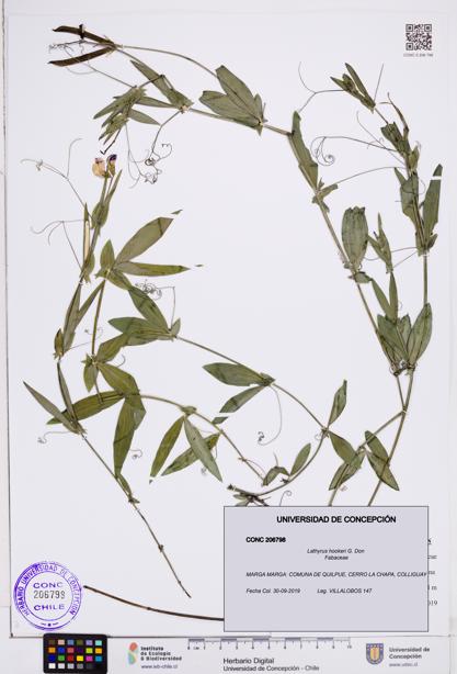 Lathyrus hookeri [Espécimen: ]
