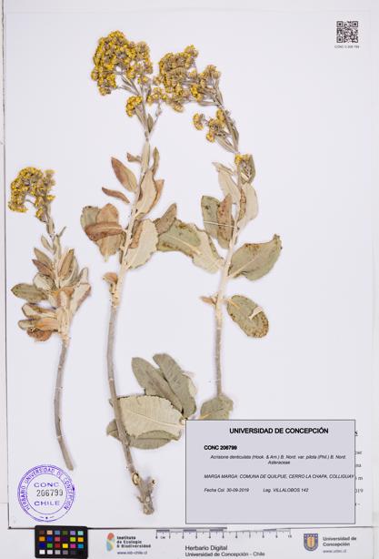 Acrisione denticulata [Espécimen: ]