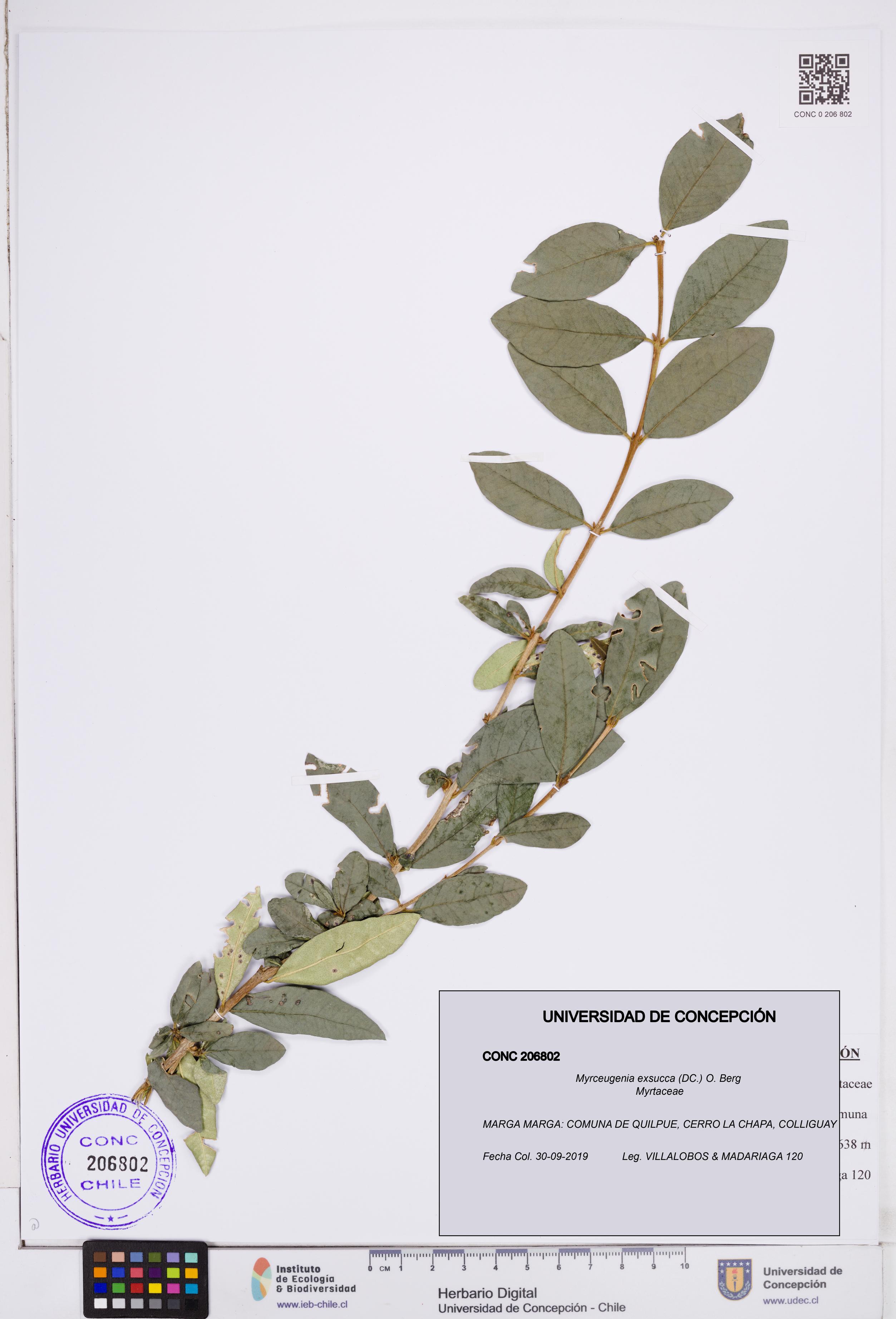 Myrceugenia exsucca [Espécimen: ]