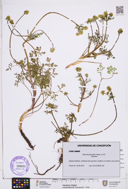 Sanicula graveolens [Espécimen: ]