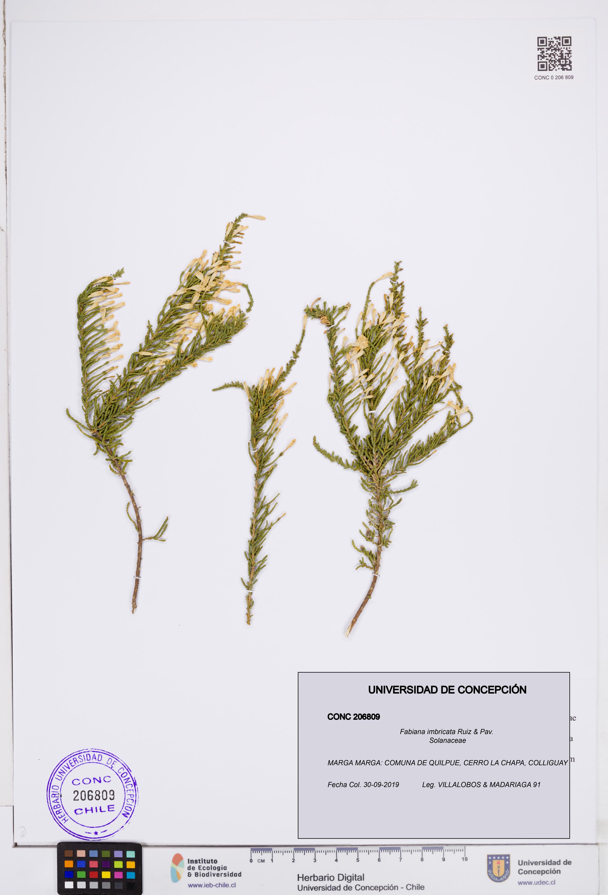 Fabiana imbricata [Espécimen: ]
