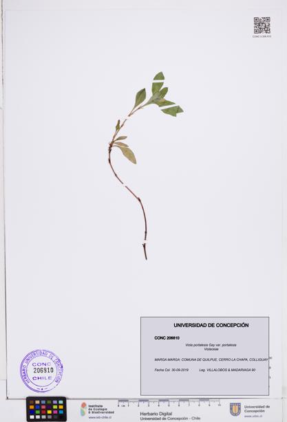 Viola portalesia var. portalesia [Espécimen: ]