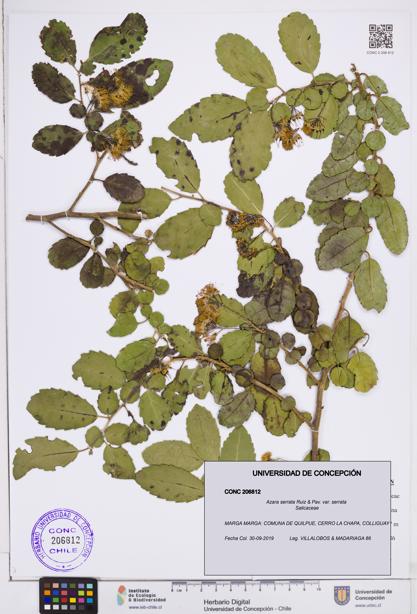 Azara serrata var. serrata [Espécimen: ]