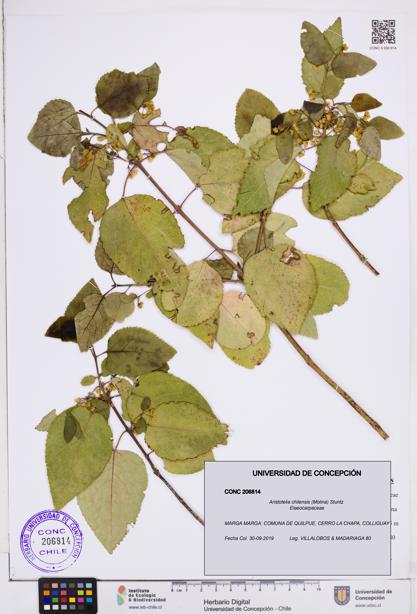Aristotelia chilensis [Espécimen: ]