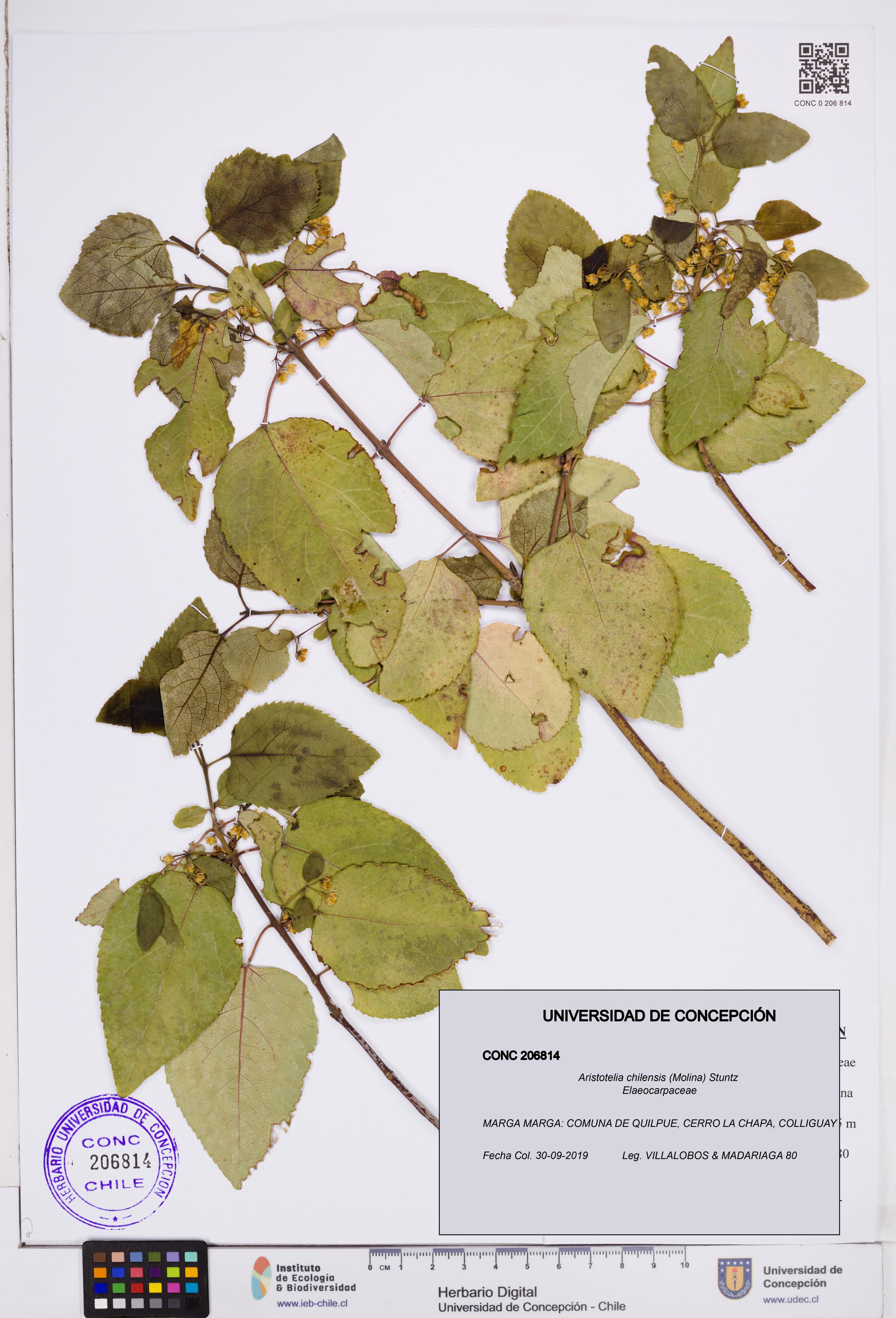 Aristotelia chilensis [Espécimen: ]