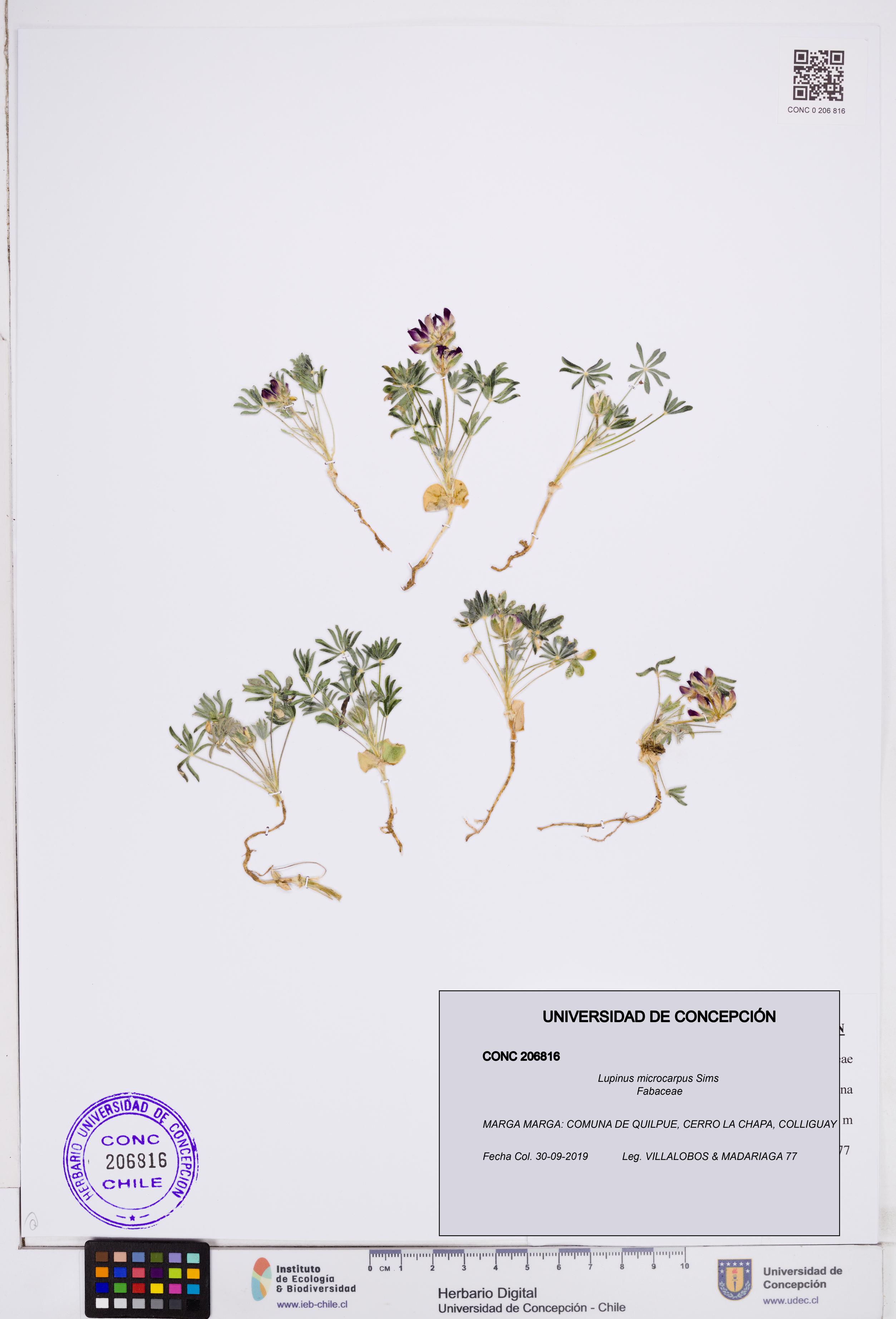 Lupinus microcarpus [Espécimen: ]