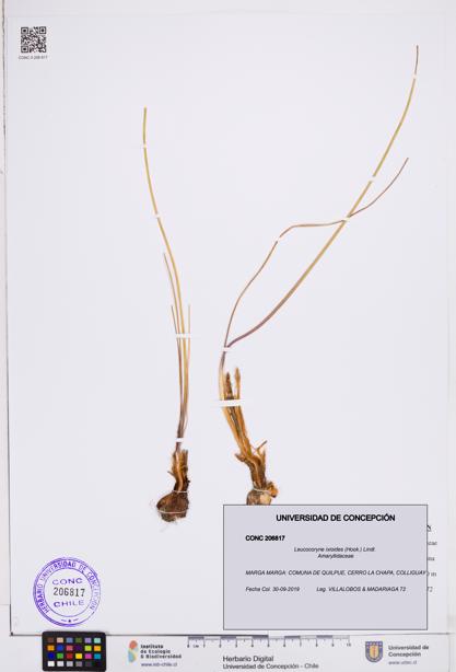 Leucocoryne ixioides [Espécimen: ]