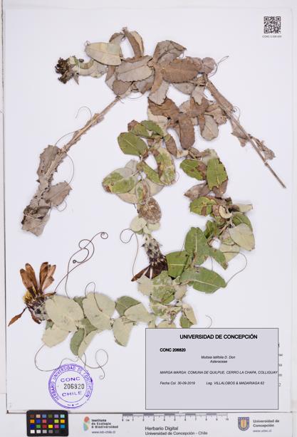 Mutisia latifolia [Espécimen: ]