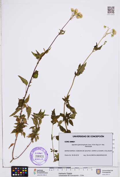 Ageratina glechonophylla [Espécimen: ]