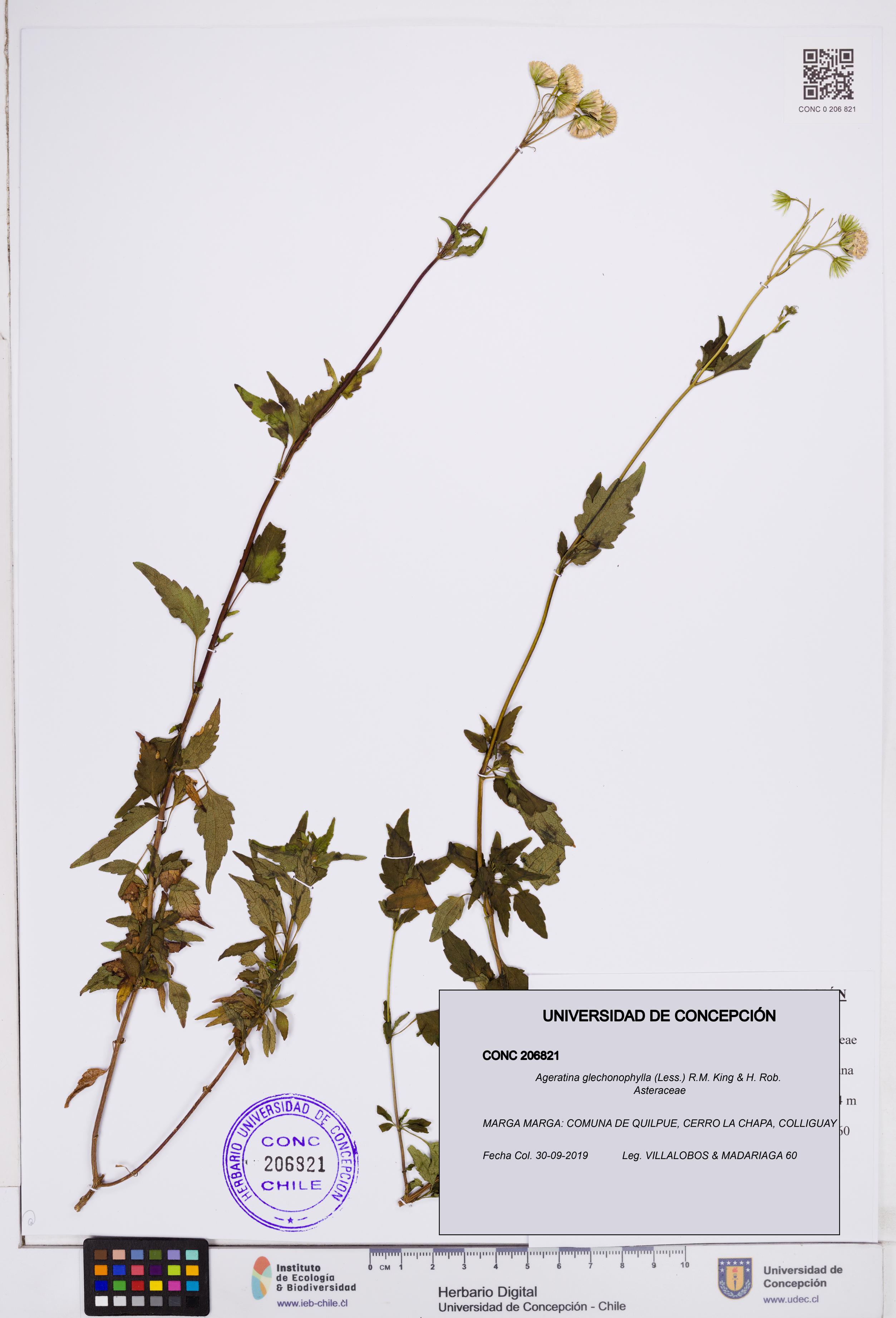 Ageratina glechonophylla [Espécimen: ]