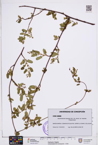 Muehlenbeckia hastulata var. hastulata [Espécimen: ]