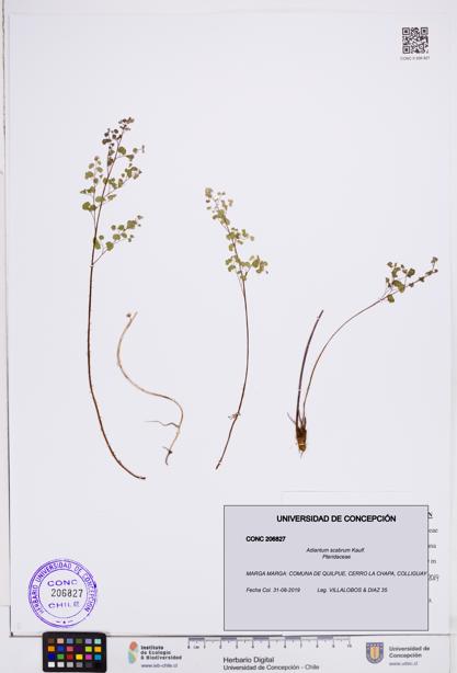 Adiantum scabrum [Espécimen: ]