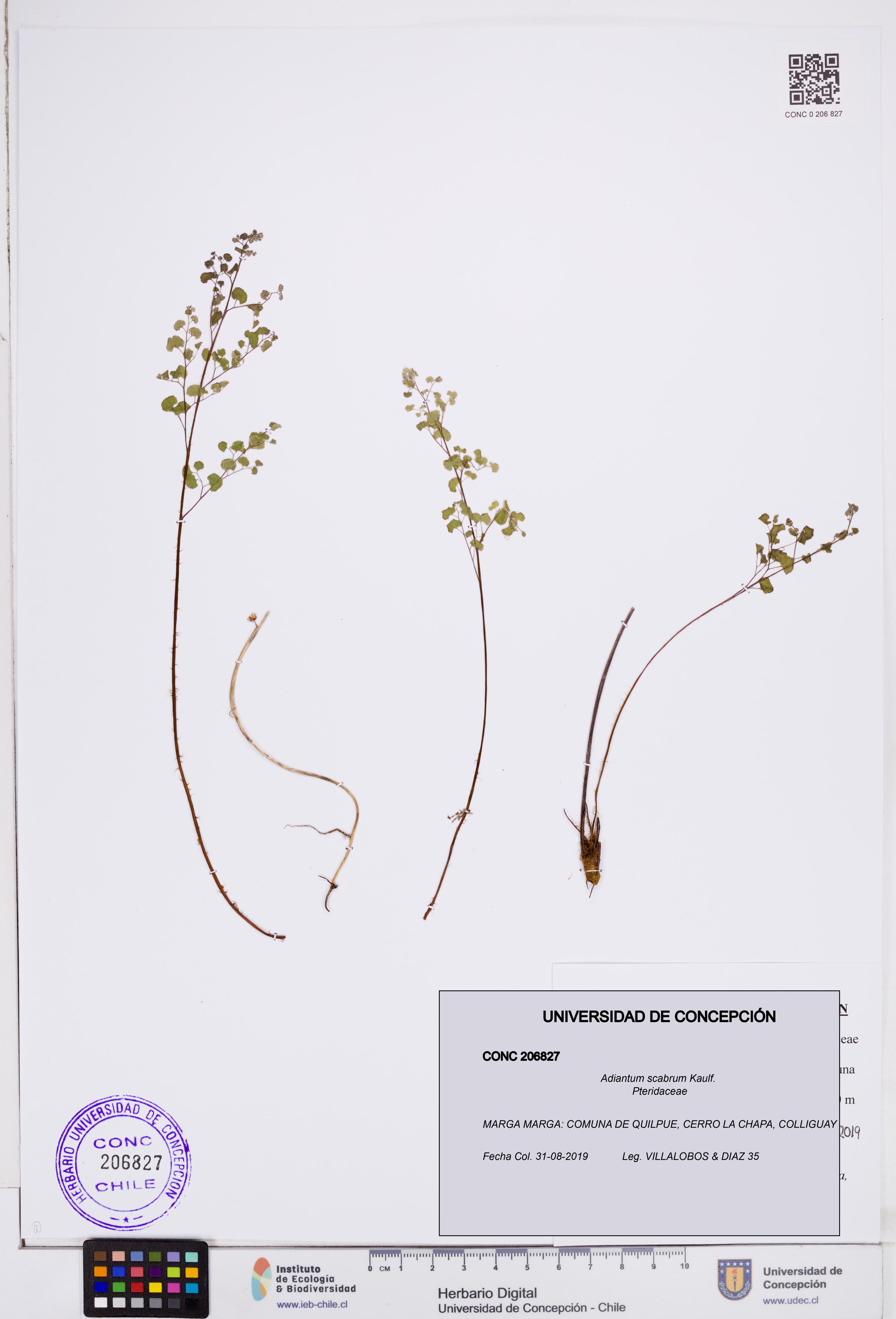 Adiantum scabrum [Espécimen: ]
