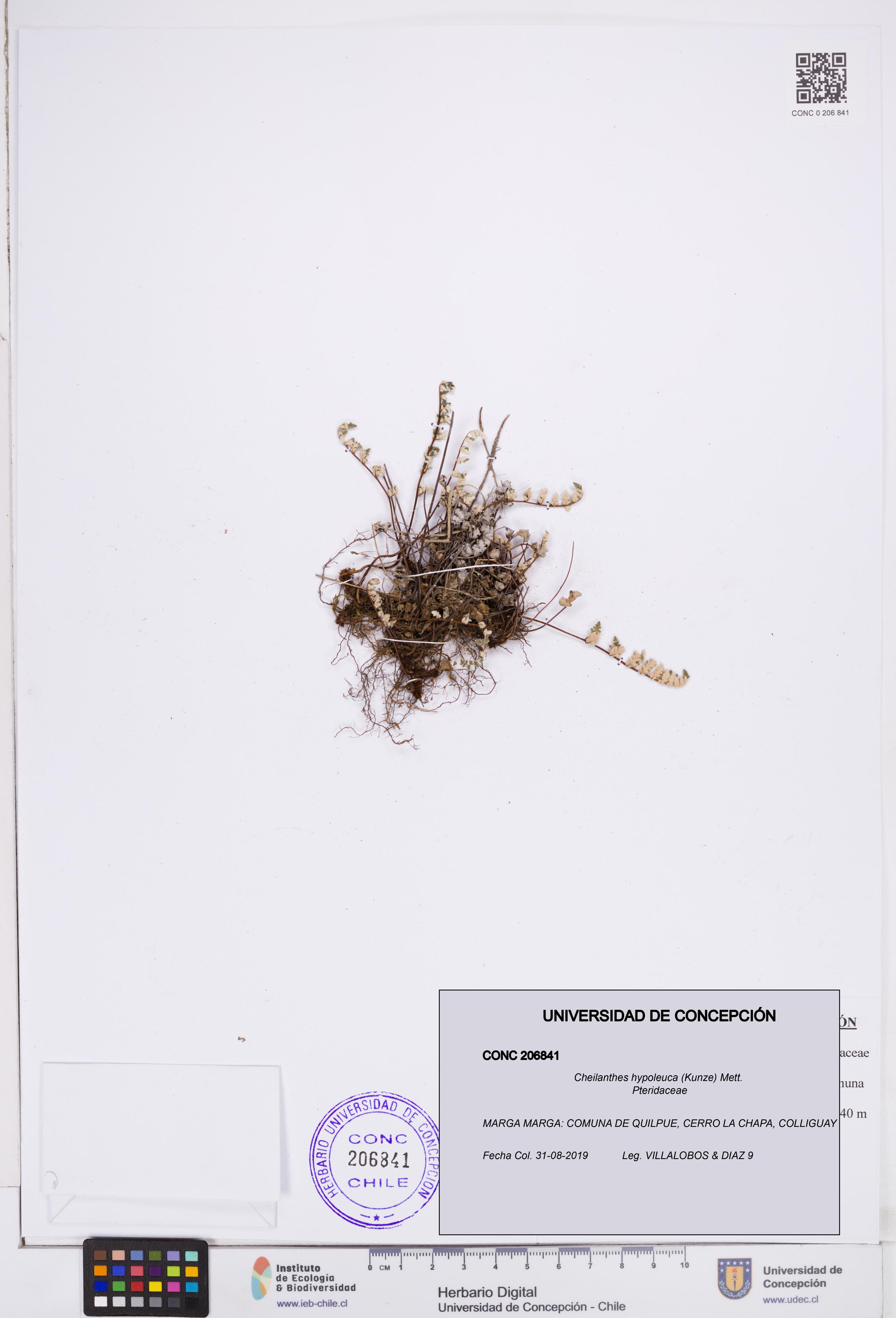 Cheilanthes hypoleuca [Espécimen: ]