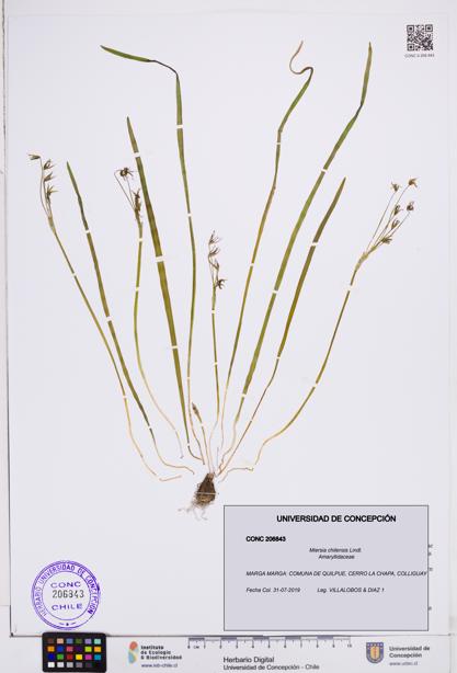 Miersia chilensis [Espécimen: ]