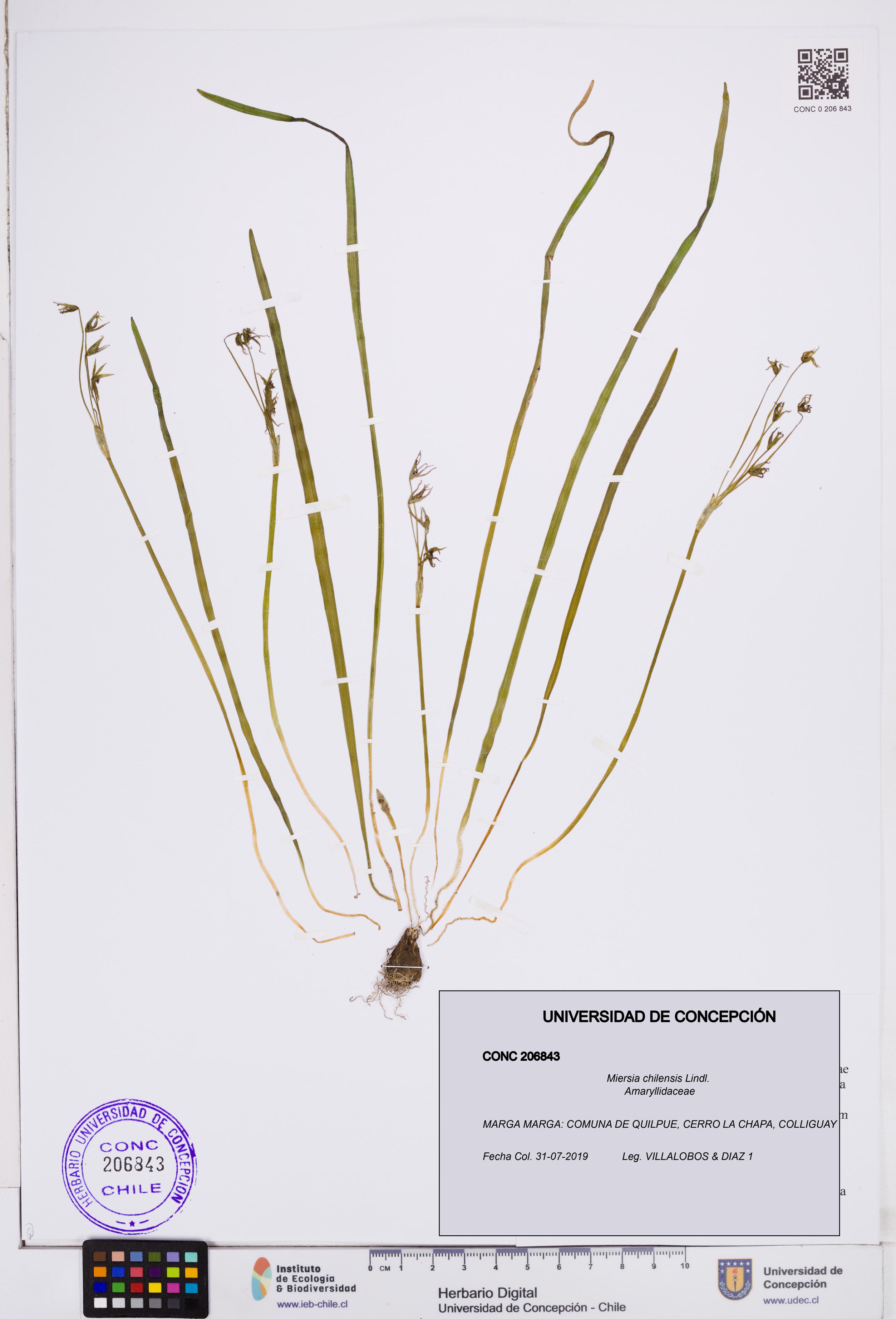 Miersia chilensis [Espécimen: ]
