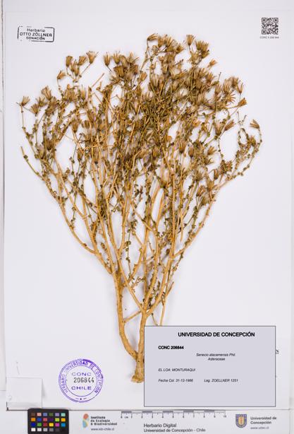 Senecio atacamensis [Espécimen: ]