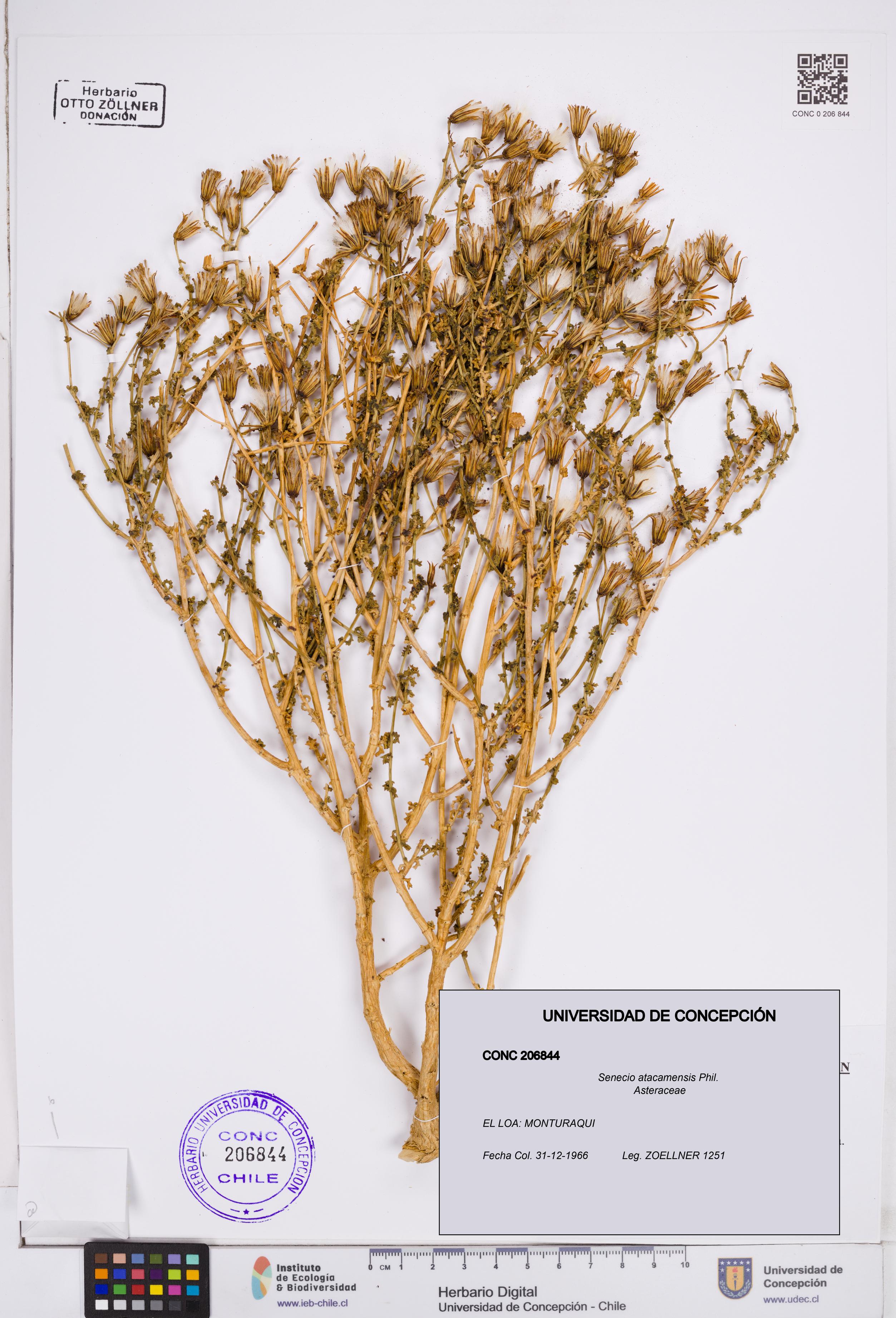 Senecio atacamensis [Espécimen: ]
