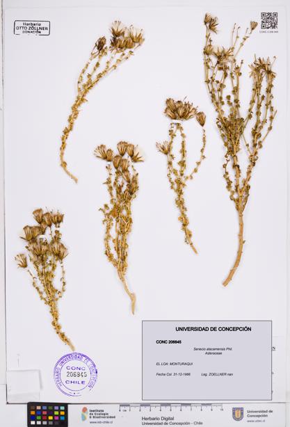Senecio atacamensis [Espécimen: ]