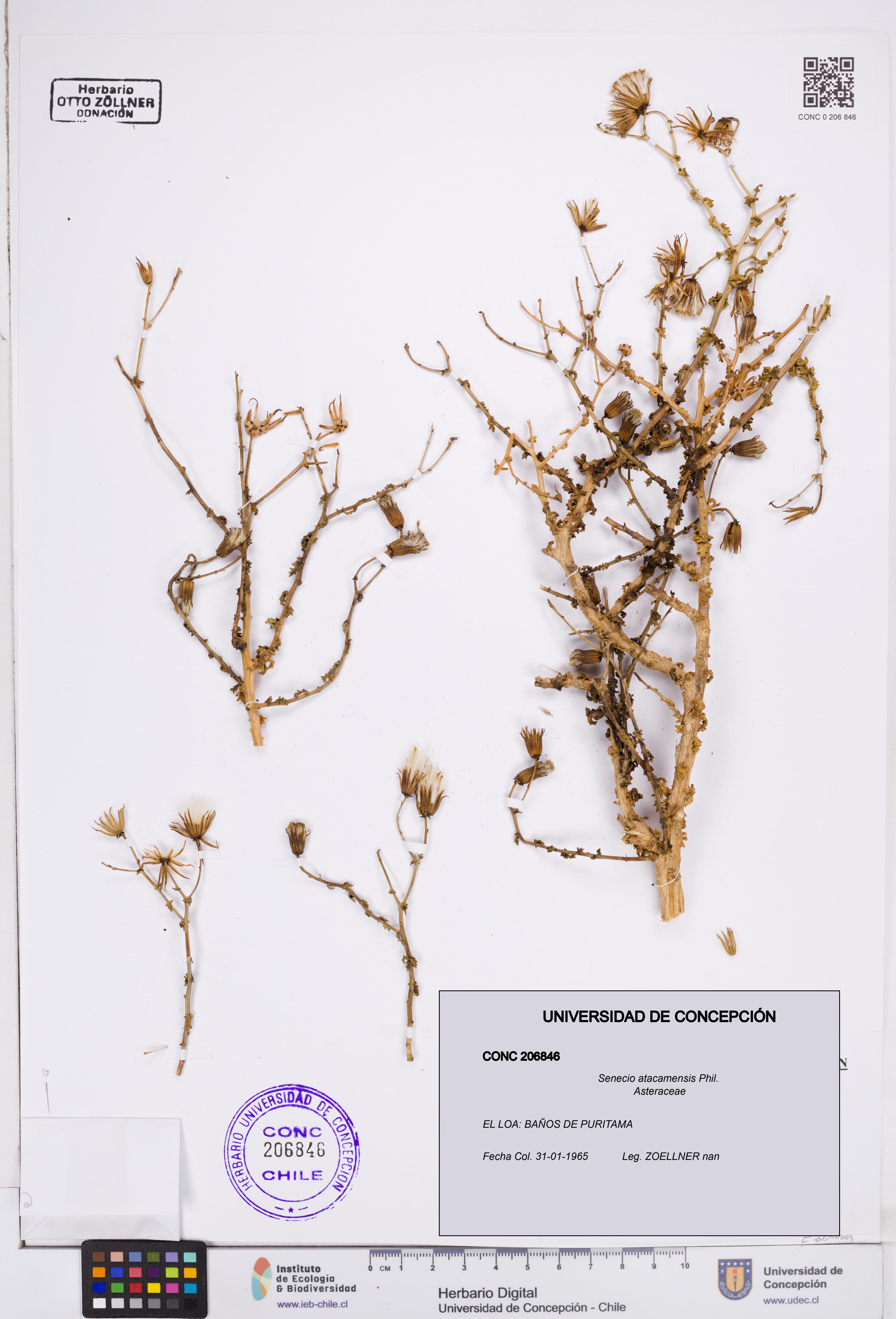 Senecio atacamensis [Espécimen: ]