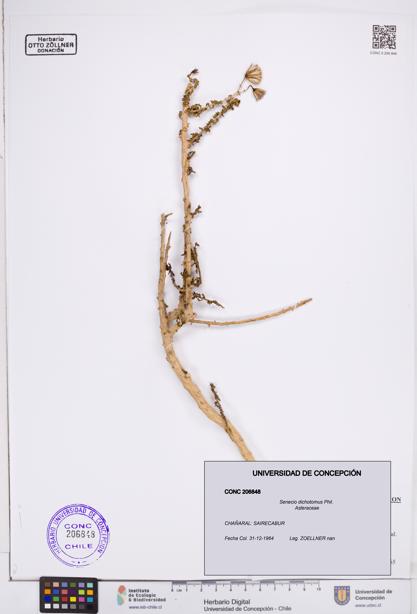 Senecio dichotomus [Espécimen: ]