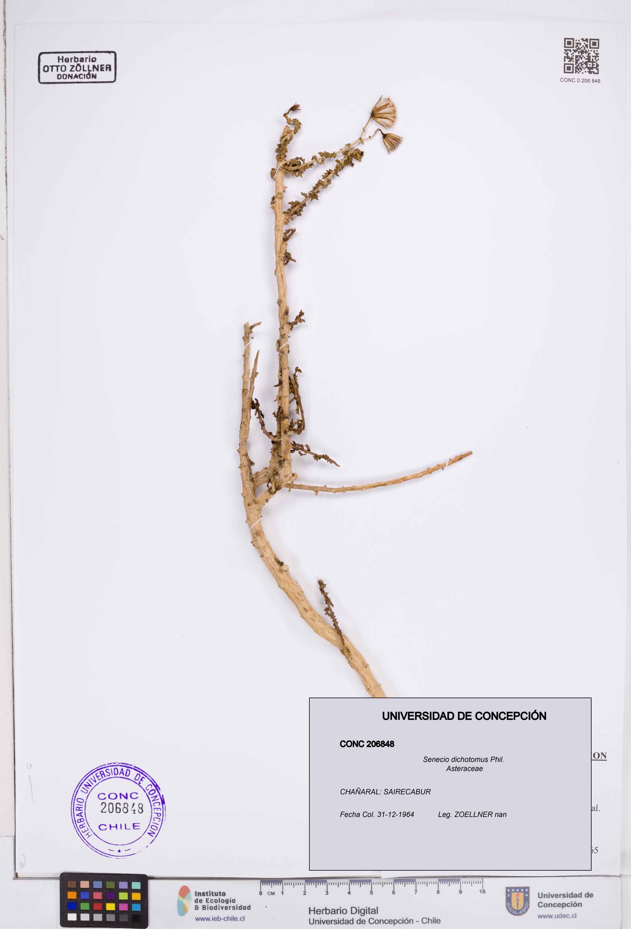Senecio dichotomus [Espécimen: ]
