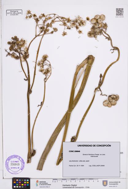 Senecio fistulosus [Espécimen: ]