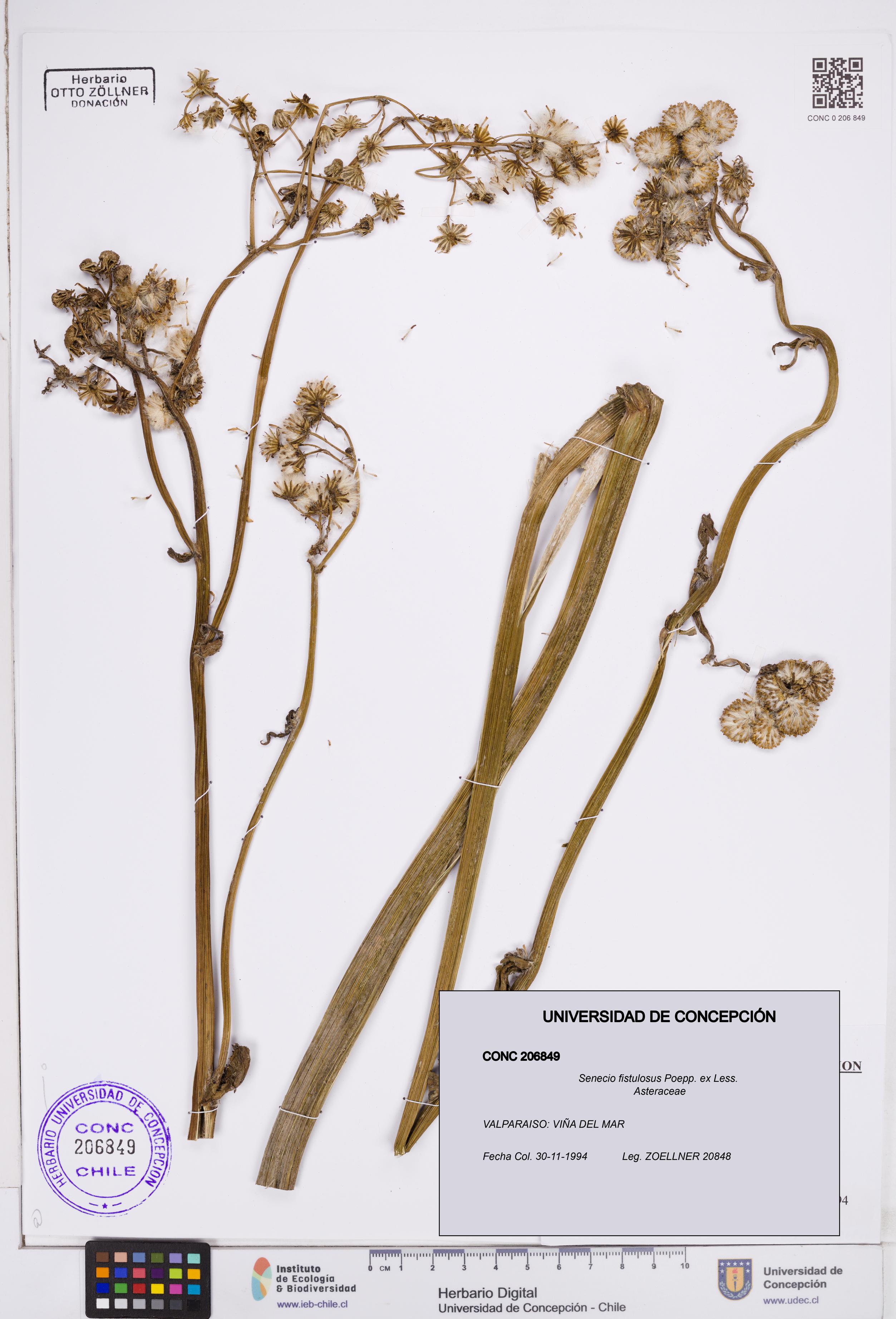 Senecio fistulosus [Espécimen: ]